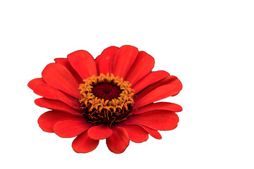 flower on white background