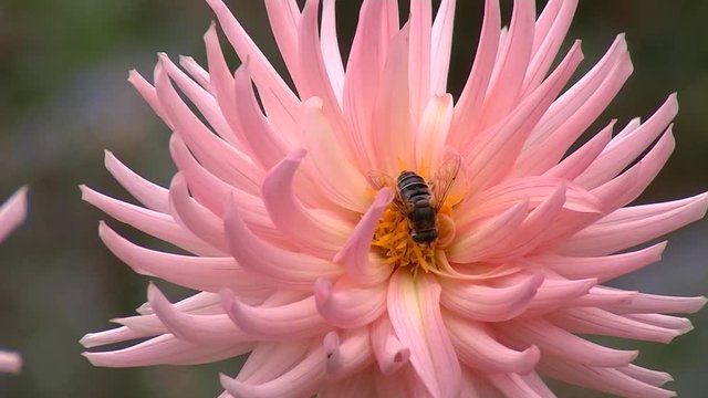 Dahlien &ndash; Zierde eines jeden Gartens oder Parks