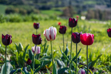 Several colorful and fragrant tulips seen from above and with many insects that go around in the biological field of Turri in the center of Sardinia.