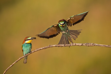 Pair of european bee-eaters, merops apiaster with a catch. Two colorful exotic looking birds. Action wildlife scenery with one bird holding insect in its beak and second landing in background