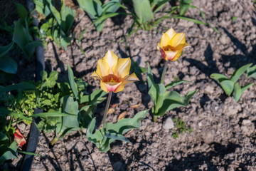 Several colorful and fragrant tulips seen from above and with many insects that go around in the biological field of Turri in the center of Sardinia.