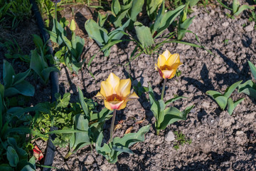 Several colorful and fragrant tulips seen from above and with many insects that go around in the biological field of Turri in the center of Sardinia.