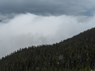 Pine trees on mountain, Whistler, British Columbia, Canada