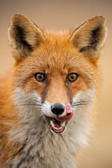 Fototapeta premium Close-up of head of a red fox, vulpes vulpes, looking straight to the camera licking lips. Detail of predator staring forward looking for a prey. Wildlife scenery in autumn with orange vivid colors.