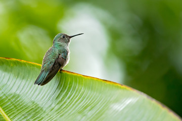 Fototapeta na wymiar Scaly-breasted hummingbird (Phaeochroa cuvierii) is a species of hummingbird in the family Trochilidae. It is monotypic for its genus.