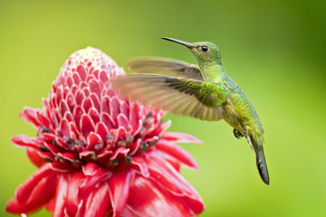 Scaly-breasted hummingbird (Phaeochroa cuvierii) is a species of hummingbird in the family Trochilidae. It is monotypic for its genus.