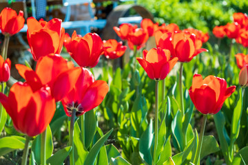 Fototapeta premium Several colorful and fragrant tulips seen from above and with many insects that go around in the biological field of Turri in the center of Sardinia.