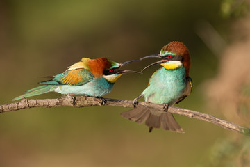 Pair of european bee-eaters, merops apiaster fighting. Two colorful exotic looking birds having a conflict. Action wildlife scenery.