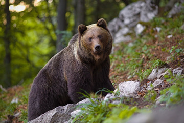 Obraz na płótnie Canvas Dominant brown bear, ursus arctos standing on a rock in forest. Massive male mammal in woods. Dangerous animal.