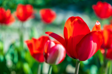Fototapeta premium Several colorful and fragrant tulips seen from above and with many insects that go around in the biological field of Turri in the center of Sardinia.
