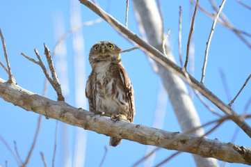 Beautiful Ferruginous Pygmy Owl (Glaucidium brasilianum) on a tree branch
