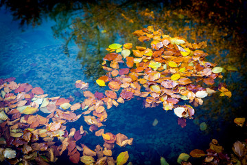 Fototapeta na wymiar autumn leafage float in water