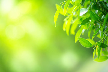 Green nature background. Closeup natural view of green leaves on blurred bokeh background for freshness