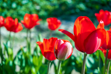 Several colorful and fragrant tulips seen from above and with many insects that go around in the biological field of Turri in the center of Sardinia.