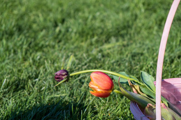 Several colorful and fragrant tulips seen from above