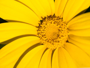 Yellow daisies. blooming in the spring in the fields
