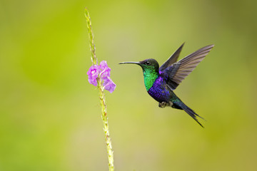 Violet-crowned woodnymph (Thalurania colombica colombica), also known as the purple-crowned woodnymph, is a medium-sized hummingbird found from Central America