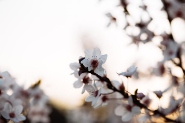 Close up of plum and cherry blossom. White spring flowers on blue sky.