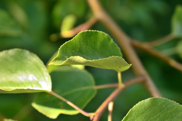 Green leaf on the branch