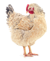 Brown hen isolated.