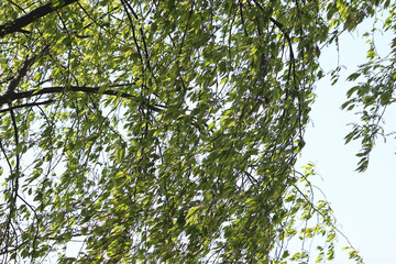 나무가지와 푸른 잎