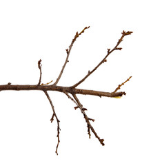 Branch of plum fruit tree with buds on an isolated white background.