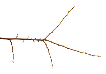 Branch of plum fruit tree with buds on an isolated white background.