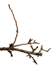 Dry pear tree branch with buds on an isolated white background. Snag