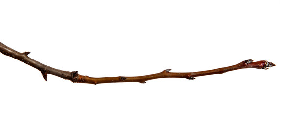 Dry pear tree branch with buds on an isolated white background. Snag
