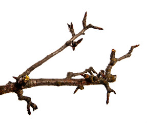 Dry pear tree branch with buds on an isolated white background. Snag