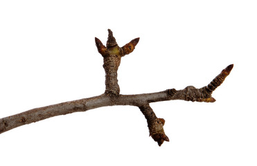 Dry pear tree branch with buds on an isolated white background. Snag