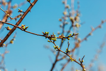 Close up of plum and cherry blossom. White spring flowers on blue sky.