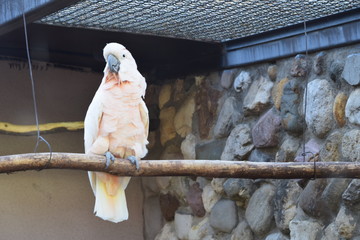 parrot in cage