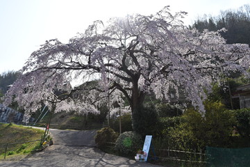 しだれ桜