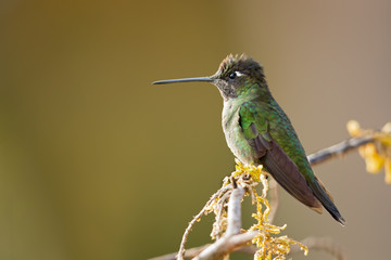 Fototapeta premium Rivoli's hummingbird (Eugenes fulgens) is a large hummingbird. Rivoli's hummingbird breeds in mountains from the southwestern United States to Honduras and Nicaragua.