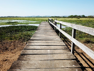 Fototapeta premium Old wooden deck leading towards a marsh like pond