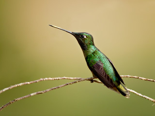 Rivoli's hummingbird (Eugenes fulgens) is a large hummingbird. Rivoli's hummingbird breeds in mountains from the southwestern United States to Honduras and Nicaragua.