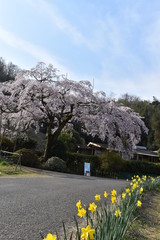 しだれ桜