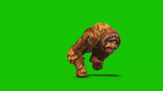 Orangutans Runcycle Front Green Screen Monkey Animals 3D Rendering Animation