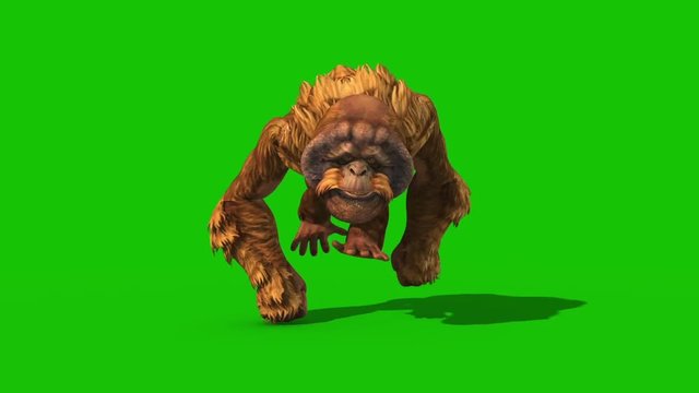 Orangutans Runcycle Green Screen Monkey Animals 3D Rendering Animation