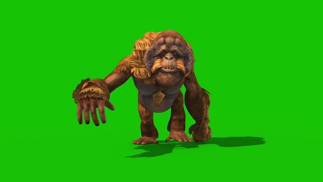 Orangutans Walkcycle Front Green Screen Monkey Animals 3D Rendering Animation