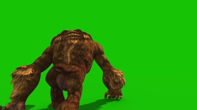 Orangutans Walks Back Green Screen Monkey Animals 3D Rendering Animation