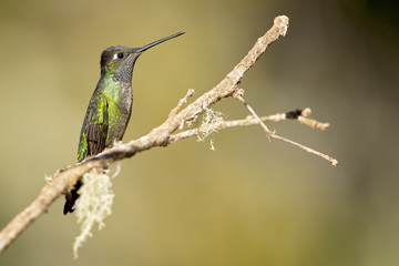 Rivoli's hummingbird (Eugenes fulgens) is a large hummingbird. Rivoli's hummingbird breeds in mountains from the southwestern United States to Honduras and Nicaragua.