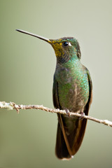 Rivoli's hummingbird (Eugenes fulgens) is a large hummingbird. Rivoli's hummingbird breeds in mountains from the southwestern United States to Honduras and Nicaragua.