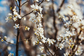 Obraz premium Close up of plum and cherry blossom. White spring flowers on blue sky.
