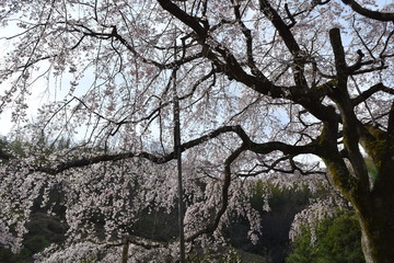 しだれ桜