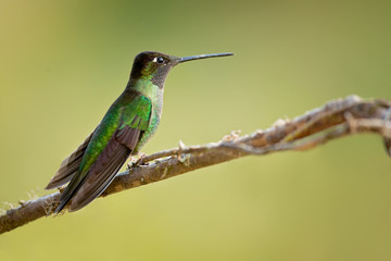Fototapeta na wymiar Rivoli's hummingbird (Eugenes fulgens) is a large hummingbird. Rivoli's hummingbird breeds in mountains from the southwestern United States to Honduras and Nicaragua.
