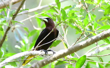 Chestnut-headed Oropendola (Psarocolius wagleri)