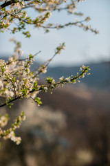 Close up of plum and cherry blossom. White spring flowers on blue sky.