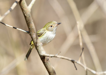  Pale-eyed Pygmy Tyrant (Atalotriccus pilaris)